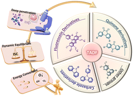 Graphical abstract: Minimized ΔEST: drive thermally activated delayed fluorescence materials in photodynamic therapy