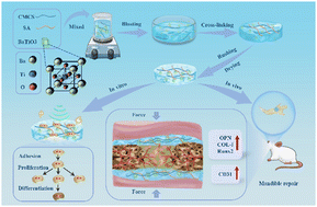 Graphical abstract: Piezoelectric composites with BaTiO3 NPs as guiding membranes: reconstructing the bioelectric microenvironment for enhanced bone regeneration