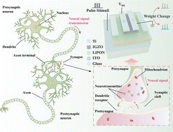 Graphical abstract: All-solid-state Li-ion-based electrolyte-gated synaptic transistors with dual modes of excitatory and inhibitory plasticity