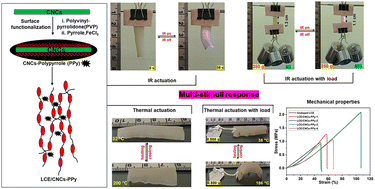 Graphical abstract: Polypyrrole-decorated cellulose nanocrystal fillers in liquid crystal elastomers for multi-stimuli response