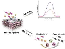 Graphical abstract: Flexible and conductive MXene/silver nanowire films for enhanced detection and elimination of bacteria