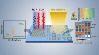 Graphical abstract: Mid-infrared bifunctional high-Q plasmonic metasurfaces with strong intrinsic chirality and imaging-based biosensing