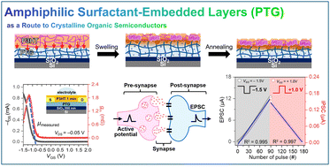 Graphical abstract: Kinetic swelling-driven PTG interlayers for enhanced crystallinity and charge transport in polymer OECTs