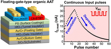 Graphical abstract: Reconfigurable artificial synapses with an organic antiambipolar transistor for brain-inspired computing