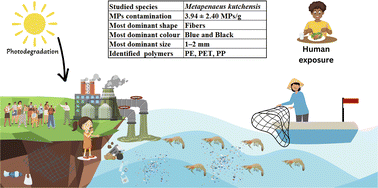 Graphical abstract: Microplastic contamination in endemic species: a case study on ginger prawn, Metapenaeus kutchensis
