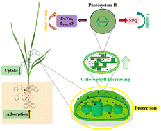 Graphical abstract: The role of nano-biochar reduces the impact of phenanthrene on wheat photosynthesis