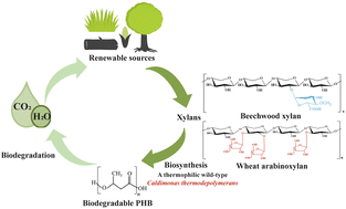 Graphical abstract: Polyhydroxyalkanoate (PHA) production by thermophilic Caldimonas thermodepolymerans comb. nov. from xylan
