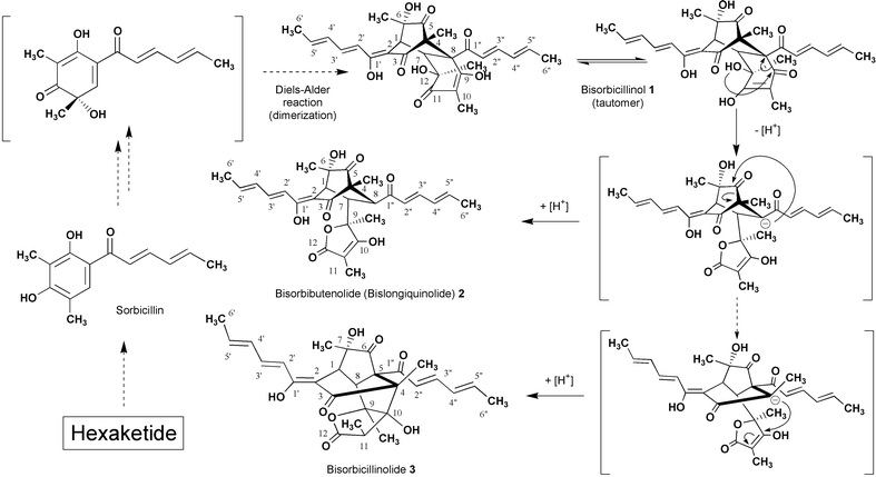 Biosynthetic pathway from bisorbicillinol 1 to 
bisorbibutenolide (bislongiquinolide 2) and bisorbicillinolide 
3.