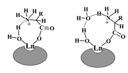 
          Proposed representations of the ternary 
[Ln–DO3A–alanine–(H2O)] adduct. The elongation 
of the residence lifetime of the metal bound water molecule may result from 
the occurrence of the hydrogen bonding network.
        