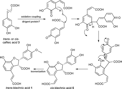 Proposed stereoselective coupling of caffeic acid 3 leading to 
(−)-trans-blechnic acid 1.