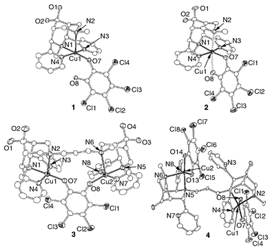 
          ORTEP plots of [Cu(L1)(tccH)]+1, 
[Cu(L1)(tcc)] 2, 
[Cu2(L3)(tcc)]2+3 and 
[Cu2(L4)(tcc)2] 4 (50%) 
probability level). H-atoms, ester groups and counter ions have been 
omitted for clarity. Selected bond lengths (Å) and angles (°) for 
1; 2; 3; 4; Cu(1)–N(1): 
2.020(11); 2.042(2); 2.027(5); 2.094(5). Cu(1)–N(2): 2.320(12); 
2.433(2); 2.359(5); 2.293(5). Cu(1)–N(3) 1.987(11); 2.009(2); 
2.004(6); —. Cu(1)–N(4) 1.989(11); 2.031(2); 1.985(6); 
1.995(5). Cu(1)–O(7) 1.915(9); 1.909(2); 1.898(4); 1.947(4). 
Cu(1)⋯O(8) 2.76; 2.46; —; 1.898(4). N(1)–Cu(1)–N(2) 
84.06(44); 80.97(8); 83.93(19); 82.24(17). N(1)–Cu(1)–N(3) 
81.71(44); 80.56(9); 81.5(2); —. N(1)–Cu(1)–N(4) 
81.94(44); 82.15(9); 82.4(2); 80.37(18). N(1)–Cu(1)–O(7) 
176.85(47); 172.97(8); 178.1(2); 164.10(18). N(2)–Cu(1)–N(3) 
96.66(44); 91.42(8) 95.6(2); —. N(3)–Cu(1)–N(4) 
161.28(48); 161.58(9); 161.7(2); —. 4: 
O(8)–Cu(1)–O(7) 86.70(17).
        