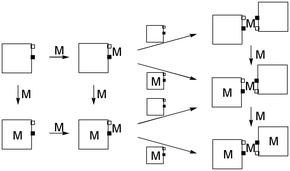 
          Metallation of enaminoketone 2 (squares): vertical arrows = 
metallation of internal site of porphyrin, slow and irreversible under the 
reaction conditions; horizontal arrows = metallation of external site (fast 
and possibly reversible reactions).
        