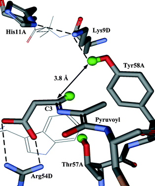 Active site of ADC with the enzyme-intermediate adduct (2) 
modelled in. The active site is at the interface of subunits and is 
composed of residues from both subunits (in this case subunits A and 
D).