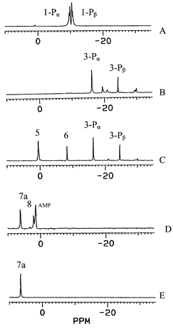 
          31P NMR spectra of ADP and reaction solutions. (A) ADP in water; (B) the reaction solution of ADP with trimethylsilyl chloride; (C) the reaction solution of ADP with phenylalanine methyl ester hydrochloride in the presence of trimethylsilyl chloride; (D) aqueous solution of reaction products after hydrolysis in 2 M NH3 (aq); (E) isolated product 7a.