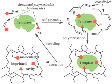 Molecularly imprinted polymers (MIPs)—The concept.