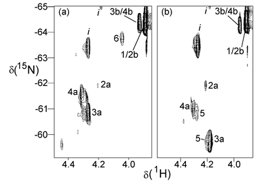 [1H,15N] HSQC NMR spectra of 1 after 1.45 h reaction with I (a) and III (b) at pH 5.4, 298 K. For assignments see Scheme 1. Peak 6 (δ 4.03/−63.9), seen only in the reaction with I, is assigned tentatively to an aquated monofunctional adduct. Peaks labeled ‘i’ are extraneous in the 15N-1 starting material.11 (The [1H,15N] NMR spectra of the final products of the reactions of 1 with both I and III are provided as ESI.)