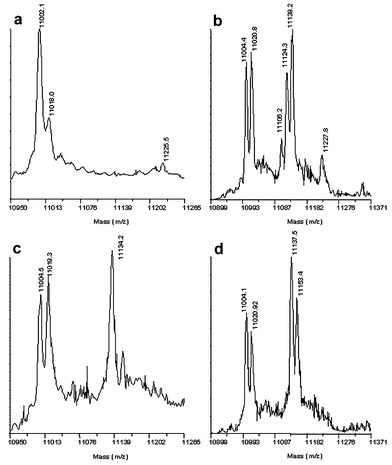 MALDI mass spectrum of a – underivatised ADC; b – ADC derivatised with l-cysteine; c – ADC derivatised with 2 mM β-glutamate; d – ADC derivatised with l-homocysteine.