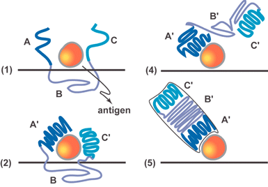 Schematic adapted from reference 1 showing four steps (1, 2, 4, 5) of Pauling's six step mechanism by which an antigen imprints structural information into an antibody molecule.