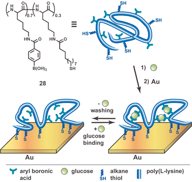 Schematic representation of conformational imprinting method. Addition of glucose induces secondary structure within poly(l-lysine) which is captured by anchoring the molecule to a gold substrate. Schematic adapted with permission from reference 53.