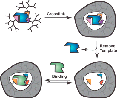 Schematic representation of monomolecular imprinting approach using dendrimers. Template may be covalently or noncovalently linked to dendrons. Removal of template may or may not alter functional groups at the core and template may be target ligand or an analog that produces appropriate constellation of functional groups.