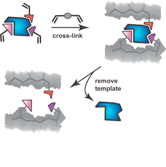 Schematic representation of the polymer imprinting process showing one binding site within the polymer matrix. Cross-linking functionality may be covalently or noncovalently linked to the template.