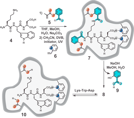 Schematic representation of the “sacrificial spacer”
						(highlighted in light blue) method of MIP synthesis. The amide groups of Lys-Trp-Asp are linked to sacrificial spacer 5 which following polymerization is hydrolysed away as 9. The cross-linking reaction is carried out in the presence of 2-vinylpyridine 6, which creates additional binding interactions to the Asp unit. Proposed complex formed between MIP and Lys-Trp-Asp: 10.