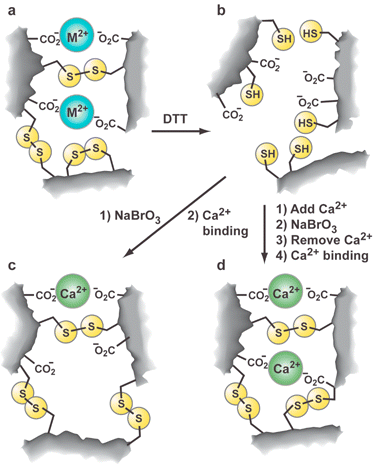 Schematic representation of thermally responsive gel imprinted for Ca2+ binding. (a) Initially imprinted gel (M2+
						= Pb2+). After removal of Pb2+ ions gel binds Ca2+ ions (M2+
						= Ca2+) giving initial gel. (b)
						Reduced gel obtained after reduction of initial gel with dithiothreitol (DTT) and removal of Ca2+. (c)
						Reoxidized gel formed by oxidation of reduced gel shows reduced Ca2+ affinity. (c)
						Post-imprinted gel formed by oxidation of reduced gel in the presence of Ca2+ ions shows enhanced Ca2+ affinity.