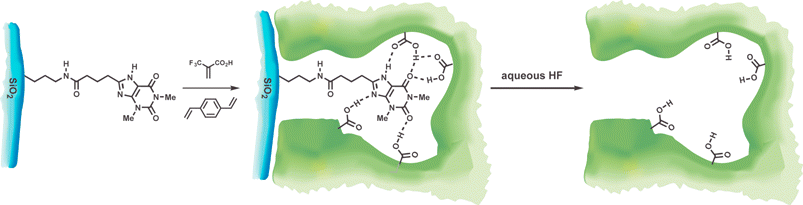 Aminopropyl derivatized silica gel is coupled to 8-carboxypropyltheophylline and a molecularly imprinted polymeric layer is grown on the silica surface.48 Treatment with HF dissolves the silica, removes the template, and leaves imprinted sites near the surface of the polymer.