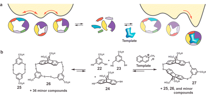 (a) Schematic representation of dynamic combinatorial library (DCL) approach. Energy profile in presence and absence of template is altered by energy of complexation leading to a type of amplification. Illustration adapted with permission from reference 51. (b) Dithiols 22–24 used as monomers for forming a library of macrocyclic disulfides.51