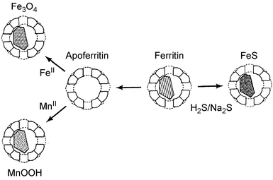 Artificial ferritins containing MnOOH, magnetic Fe3O4 or CdS can be prepared from apoferritin (demineralised ferritin).