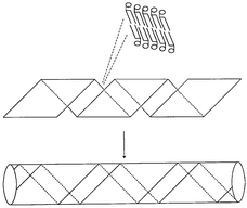 How DC8,9PC first forms a multilamellar helical ribbon and then a helical straw.