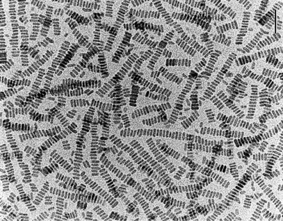 Linear chains of BaCrO4 nanoparticles prepared in AOT reverse microemulsions (scale bar 50 nanometres).