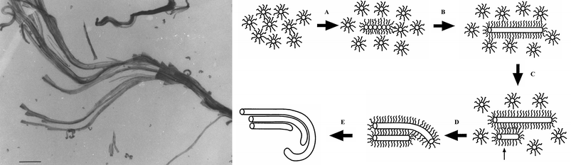 (LEFT) Twisted bundles of BaSO4 nanofilaments prepared in AOT reverse microemulsions from surfactant-stabilised amorphous nanoparticles (scale bar 500 nanometres); (RIGHT) the mechanism for their formation (the small arrow shows the nucleation of a secondary filament and surfactant interdigitation).