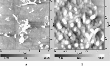 AFM images. (A) MWNTs/CoTMPyP/PtCl62− film assembled on GC electrode (before electrochemically reduction); (B) MWNTs/CoTMPyP/Pt hybrid film (after electrochemically reduction at −0.7 V in N2-saturated 0.1 M KCl solution)