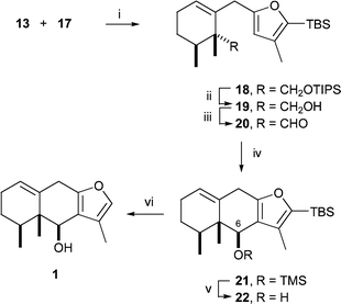 
          Reagents and conditions: i, Pd2(dba)3
					(0.2 equiv.), AsPh3
					(0.8 equiv.), THF, rt, 48 h; ii, TBAF, THF, rt, 12 h, 85% from 13; iii, TPAP (0.05 equiv.), 4 Å mol sieves, N-methylmorpholine-N-oxide, CH2Cl2, rt, 2 h, 85%; iv, TMSOTf, 2,6-lutidine, CH2Cl2, −78 °C, 12 h, 100%; v, TBAF, THF, rt, 2 h; vi, 2 M TBAF (20 equiv.), THF, rt, 24 h, 60% from 21.