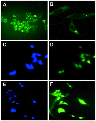 Epifluorescence (A) and confocal microscopy (B) images of 3T3 cells incubated at 37 °C with 1 and 5 µM concentration of CNT 1, respectively. Epifluorescence microscopy images (C, D, E and F) of 3T6 cells incubated at 37 °C with 1 and 5 µM concentration of CNT 2. The nucleus is stained with DAPI (C and E).