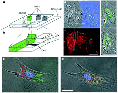 Differential manipulation of regions of a single bovine capillary endothelial cell using laminar flows. (a,b) Experimental set-up. (c) Fluorescence images of a single cell after treatment of its right pole with Mitotracker Green FM and its left pole with Mitotracker red CM-H2Xros. The entire cell is treated with the DNA-binding dye Hoechst 33342. (d) Image of the same cell but taken 2.5 h later, showing intermixing of the red and green subpopulations of mitochondria. (e) Treatment of a portion of a single cell with latrunculin A. The blue region (Dextran-70.000 Cascade Blue stain) reveals the flow of medium containing latrunculin A. Right, enlarged view of the middle cell and its mitochondria (green). (f) Phalloidin-Alexa 594-labelled image of the same cell immediately after 10 min of treatment with latrunculin A. The cell in the middle, which was only partly in the stream containing latrunculin, shows disruption of actin microfilaments that is limited to this region (scale bars 25 µm).22