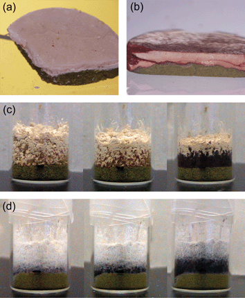 (a) A cross section of a disk formed by applying pressure to layered powders of rac-BN (top) and BQ (bottom). (b) A cross section of a disk formed by applying pressure to layered powders of 2BP (top) and BQ (bottom). (c) Softly layered 2BP (top) and BQ (bottom) powders as observed initially, after 5 min and overnight following the layering. (d) Softly layered 4BP (top) and BQ (bottom) powders as observed overnight, after 3 days and after 1 week following the layering.54