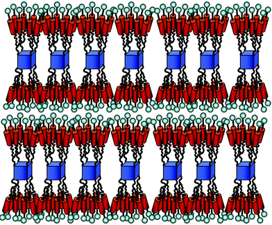 Schematic drawing of the bilayer structure of the smectic A phase of multipede 3. The 16 mesogenic units (red cylinders and spheres which represent the cyano groups) per molecule are accommodated in the layers without the introduction of curvature in the packing of the mesogenic units together.