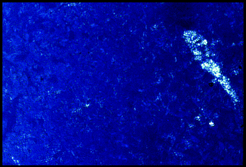 The Grandjean plane texture of the chiral nematic phase of supermolecule 6. The blue iridescent colour is due to the selective reflection of light from the helical macrostructure (×100).