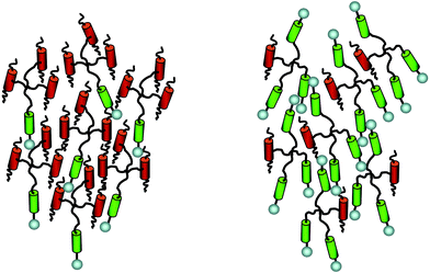 Schematic representation of the nematic phases formed by multipedes 10 and 11 which have mixed lateral and terminal mesogenic groups.