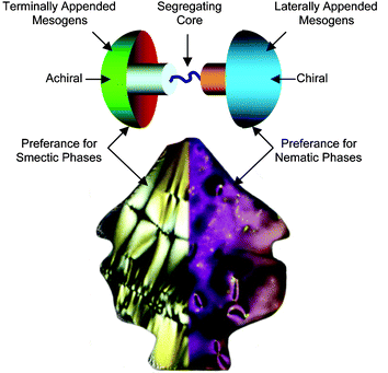 Conceptual design of Janus liquid crystalline supermolecular systems, where the Janus head is composed of a nematic liquid crystal (right) and a smectic liquid crystal (left).