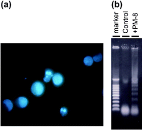 Formation of apoptotic small bodies in MKN-45 (a) and DNA ladder formation of MKN-45 after 48 h treatment with or without PM-8 (b).