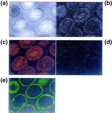 Transmission electron microscope (TEM) and energy-dispersion X-ray (EDX) analysis images for MRS394-1 cells treated with K6[P2W18O62]·14H2O. The cells were harvested by centrifugation (5000g, 15 min, 4 °C), washed twice with PBS, and fixed with 2.5% glutaraldehyde in PBS. TEM image (a), O atoms (b), P atoms (c), K atoms (d), and W atoms (e) due to W-L line.