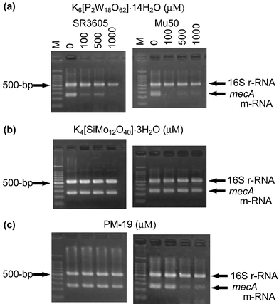 RT-PCR analysis of the mRNA expression for both MRSA and VRSA strains incubated in MH broth for 2 h in the presence of three PMs (a–c).