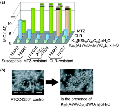 MIC values of MTZ, CLR, and PMs for drug-susceptible, MTZ-resistant, and CLR-resistant H. pylori strains (a) and scanning electron micrographs of H. pylori ATCC43504 strain exposed to K28[(AsW9O33)4(WO2)4]·xH2O (more than MIC) for 36 h (b).