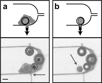 Cumulus removal of zygotes in a microchannel (ESI). A schematic representation is shown above each photomicrograph. (a) The cumulus is seen being drawn into the removal port (arrow). Bubbles (*) are stable in the device and do not affect cumulus removal. (b) After cumulus removal, the cleaned zygote (arrow) is ready to be retrieved from the channel for further in vitro processing. Scale bar is 100 µm.