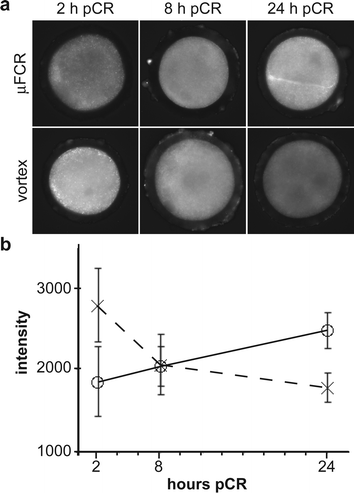 Transcription activity of zygotes following vortexing and µFCR. (a) Photomicrographs of fluorescently labeled zygotes. Bromouridine (BrU) incorporated during 15 min RNA transcription at 2, 8 and 24 h post cumulus removal (pCR). Brighter fluorescence indicates higher levels of RNA transcription. (b) Graph of average fluorescent intensity vs. time for µFCR (○) and vortexed (×) zygotes. Fluorescence intensity increases with time in the µFCR zygotes (solid line), but decreases in vortexed zygotes (dotted line).