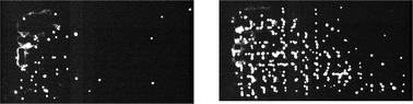 HL-60 cells captured on the Square lattice. Two views taken 2 min apart show cells (white) accumulating on the surfaces of the microchannel. Cells were captured from a flowing suspension and transited slowly down the length of the channel (flow from left to right).