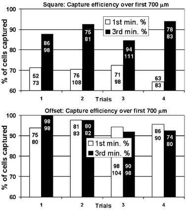 Capture efficiency for Square and Offset geometries. Percentage of cell captured along the first 700 µm length of the fluidic channel. Numbers in each bar indicate the actual number of cells captured (top number) and the total number of cells entering the flow chamber (bottom number). In the Square geometry, the initially straight streamlines do not favor cell capture compared with the curved streamlines of both the Offset geometry and the Square geometry after being populated with cells.